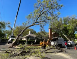 Abilene Tree Removal