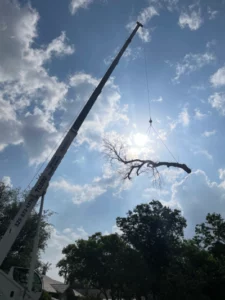Crane assisted Tree Removal Abilene