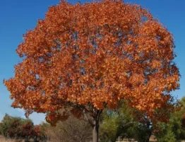 Texas Ash Tree