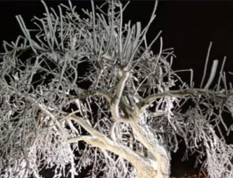 Ice and Trees