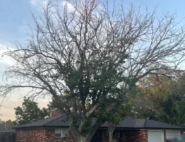 Tree Damaged by Freeze need removal