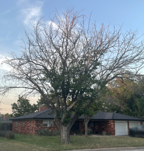 Tree Damaged by Freeze need removal