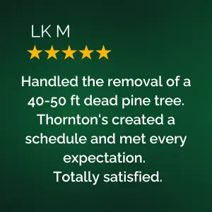 Pine Tree Removal Review