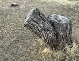 Old Tree Stumps are candidates for tree stump removal