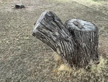 Old Tree Stumps are candidates for tree stump removal